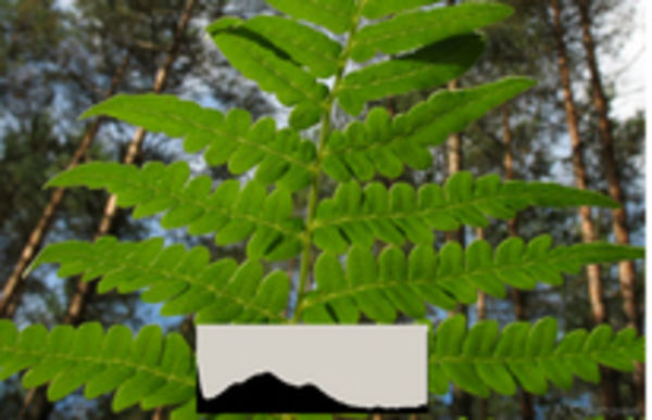 Image rectangle 600 x