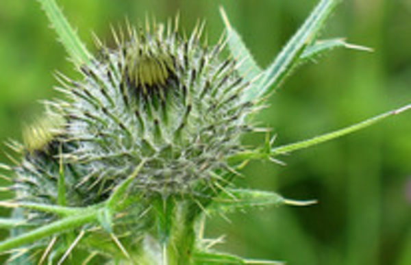 Image rectangle 600 x