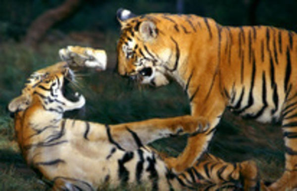 Image rectangle 600 x