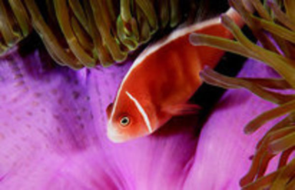 Image rectangle 600 x