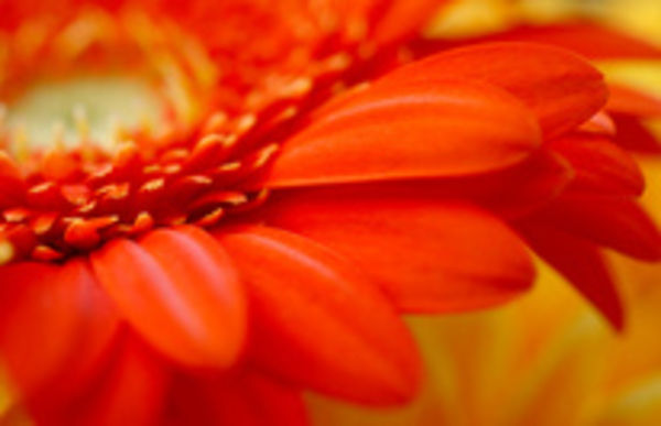 Image rectangle 600 x