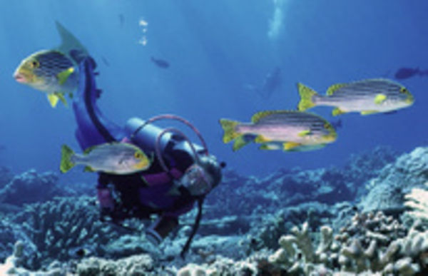 Image rectangle 600 x