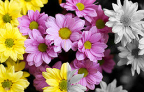 Image rectangle 600 x