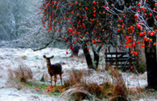 Image rectangle 600 x