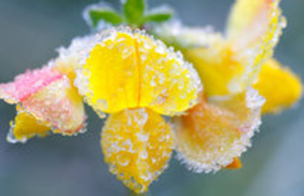 Image rectangle 600 x