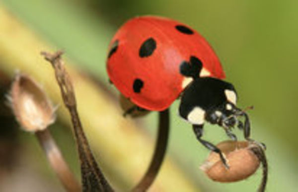 Image rectangle 600 x