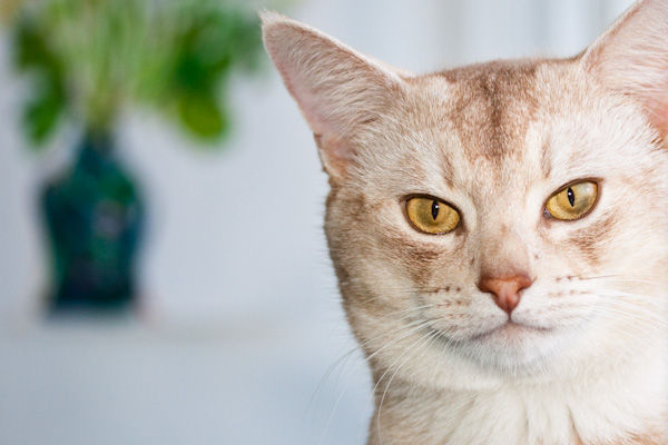 Image rectangle 600 x