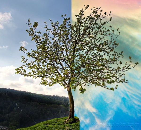 Image rectangle 600 x