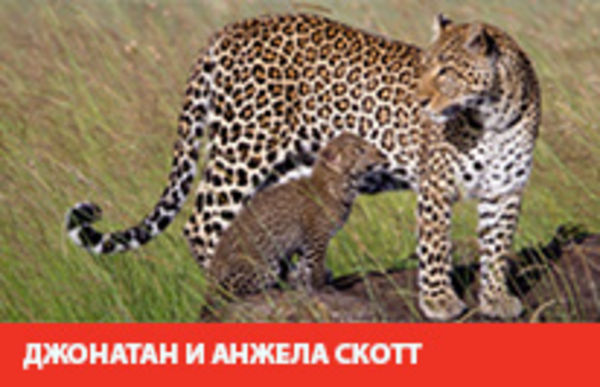 Image rectangle 600 x