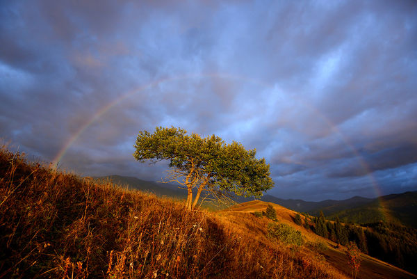 Image rectangle 600 x