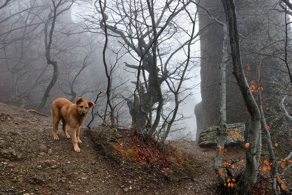 Image rectangle 600 x