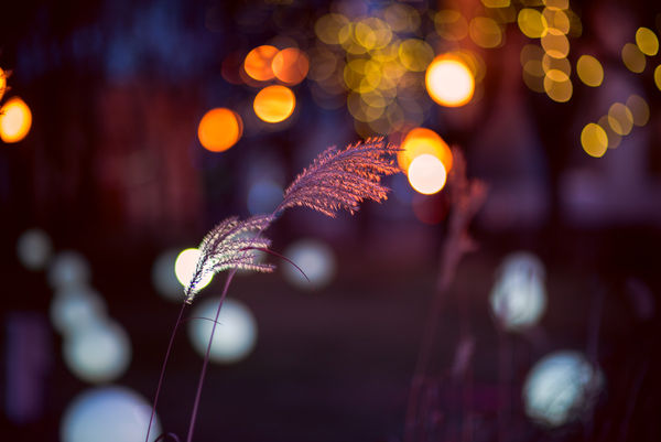 Image rectangle 600 x