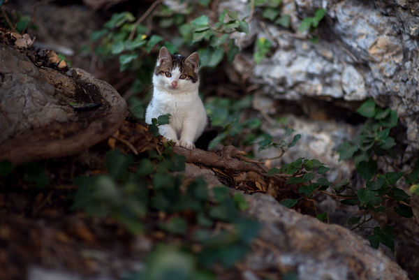 Image rectangle 600 x