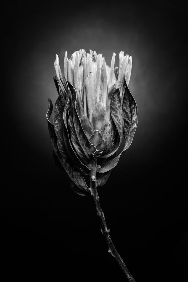 Image rectangle 600 x