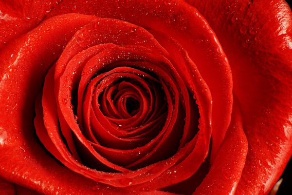 Image rectangle 600 x