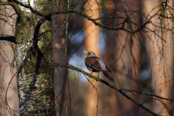 Image rectangle 600 x