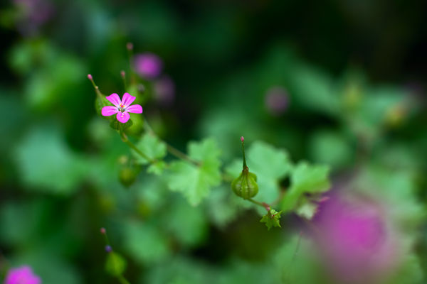 Image rectangle 600 x