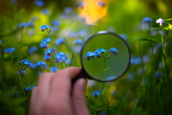 Image rectangle 600 x