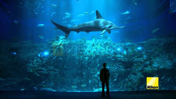 Image rectangle 600 x