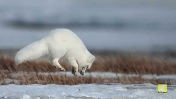 Image rectangle 600 x