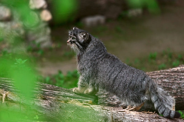 Image rectangle 600 x