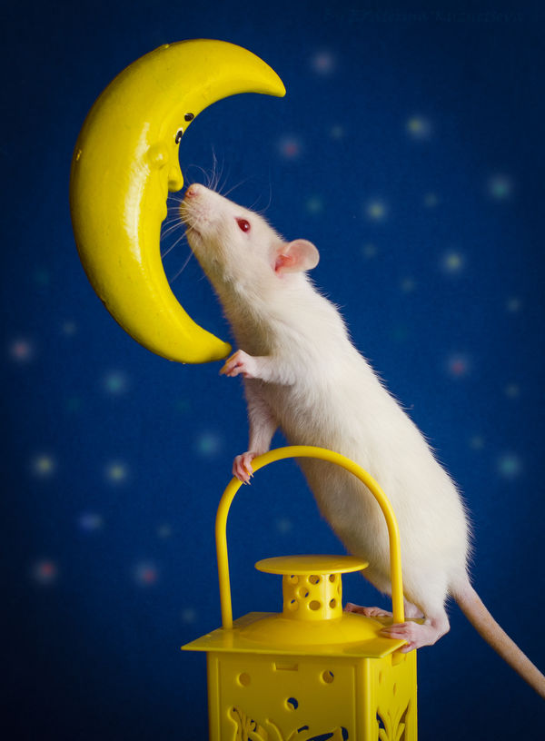 Image rectangle 600 x