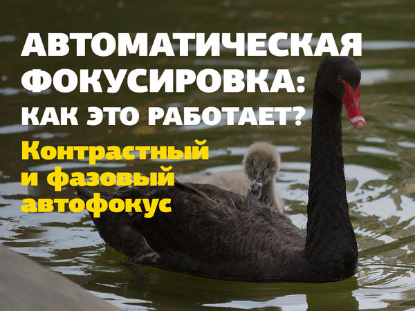 Image rectangle 600 x