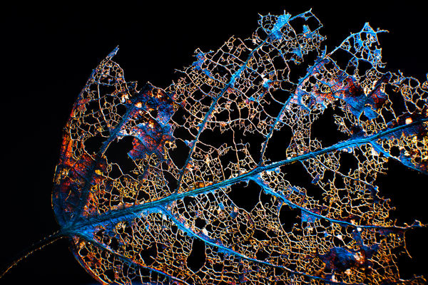 Image rectangle 600 x