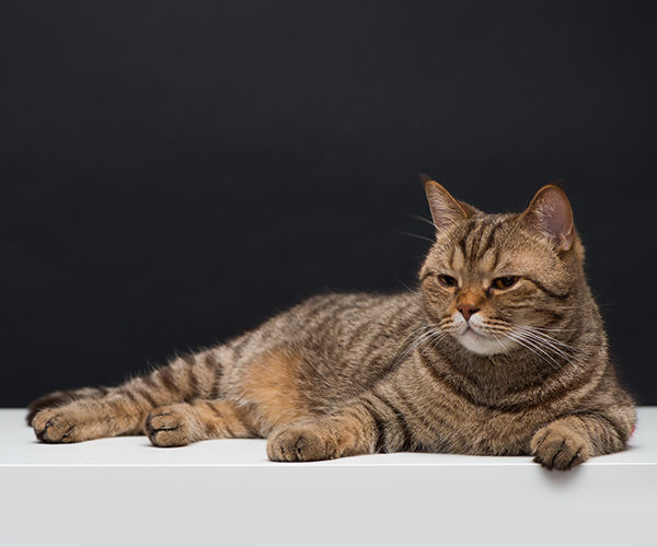 Image rectangle 600 x