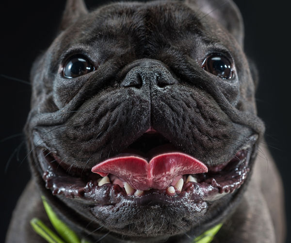 Image rectangle 600 x