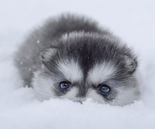 Image rectangle 600 x