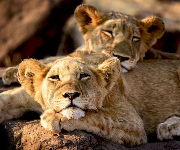 Image rectangle 600 x