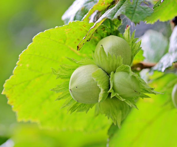 Image rectangle 600 x