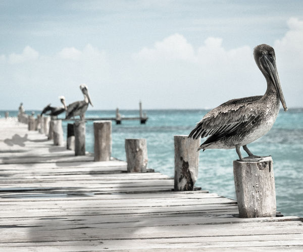 Image rectangle 600 x