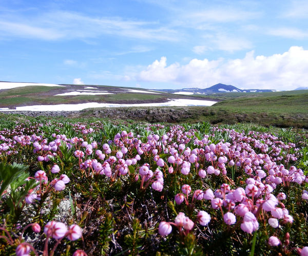 Image rectangle 600 x