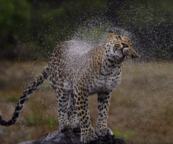 Image rectangle 600 x