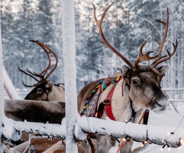 Image rectangle 600 x