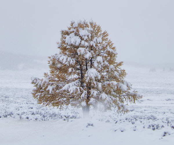 Image rectangle 600 x