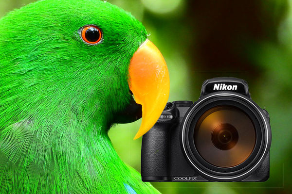 Image rectangle 600 x