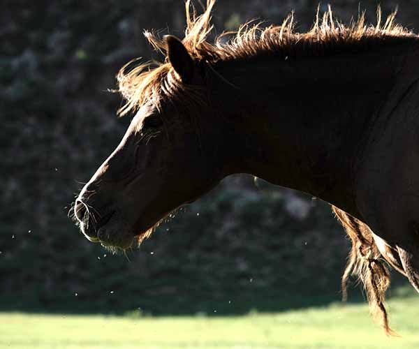 Image rectangle 600 x