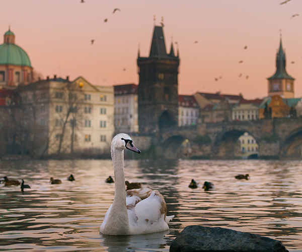 Image rectangle 600 x