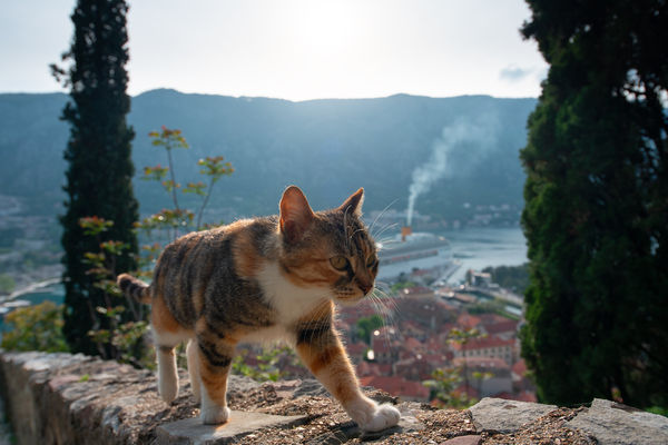 Image rectangle 600 x