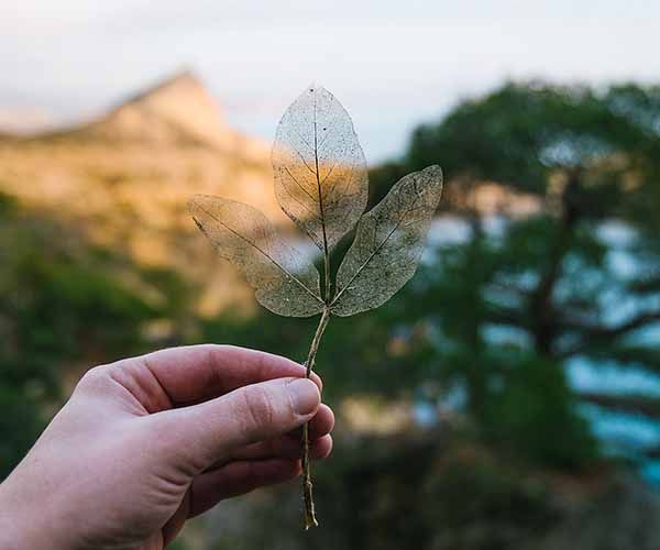 Image rectangle 600 x