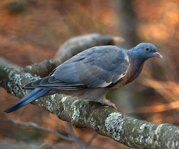 Image rectangle 600 x