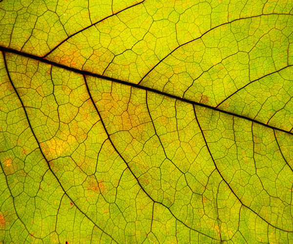 Image rectangle 600 x