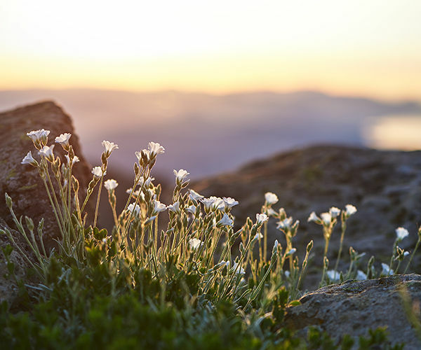 Image rectangle 600 x