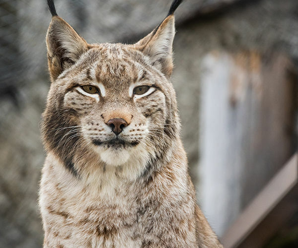 Image rectangle 600 x