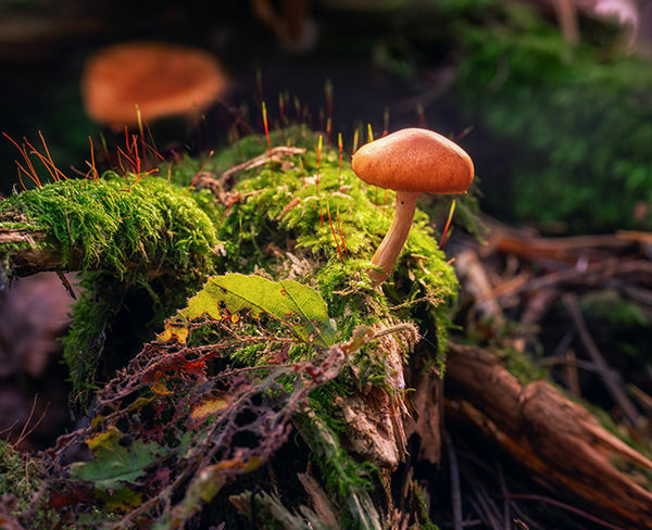 Image rectangle 600 x