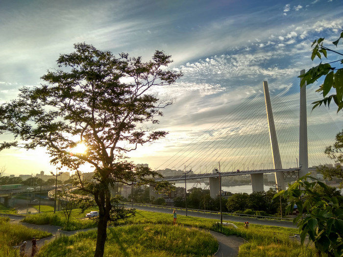 Владимир, «Золотой мост и дерево»