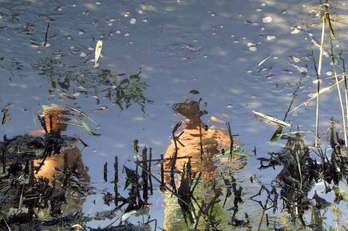 Кристина Карнаухова, «Деревенские заботы.»